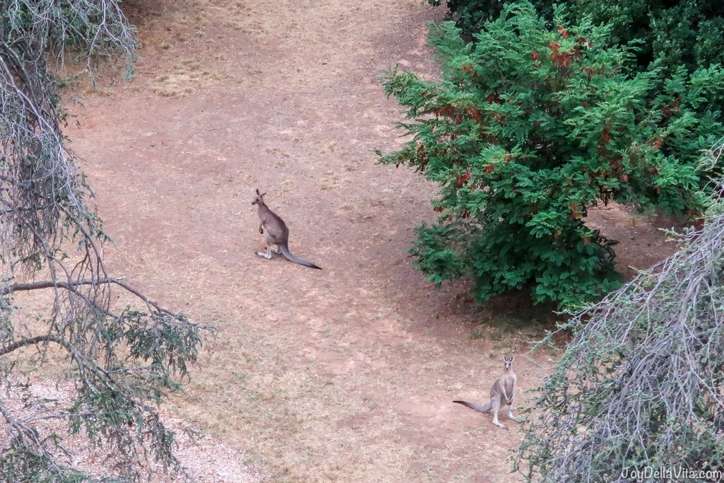 seeing kangaroos from the hot air balloon in Canberra