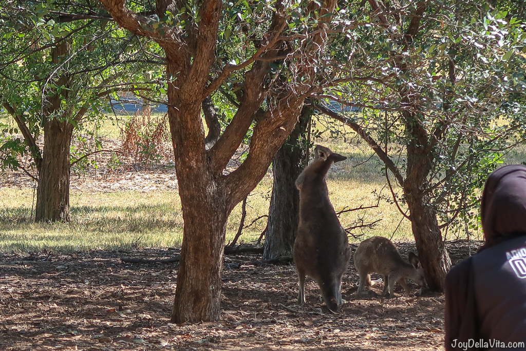 Kangaroos in Canberra Travelblog JoyDellaVita