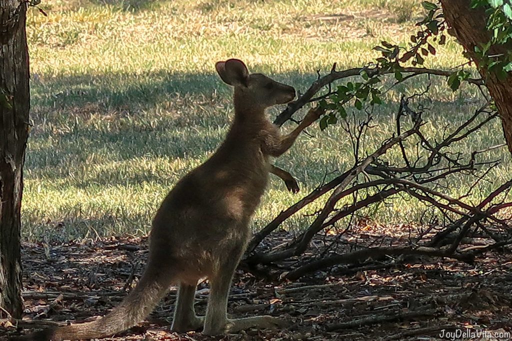 Kangaroos in Canberra Travelblog JoyDellaVita
