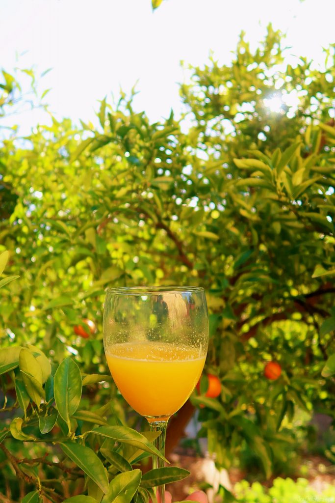 fresh orange juice and orange trees in Burriana