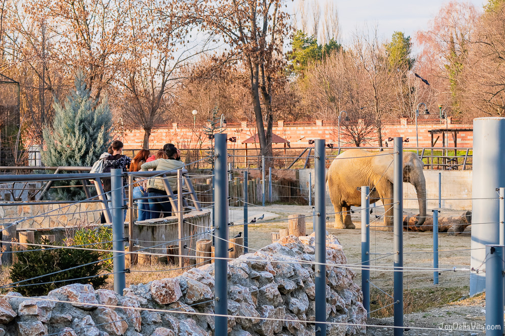 people watching elephant at Skopje Zoo in Winter